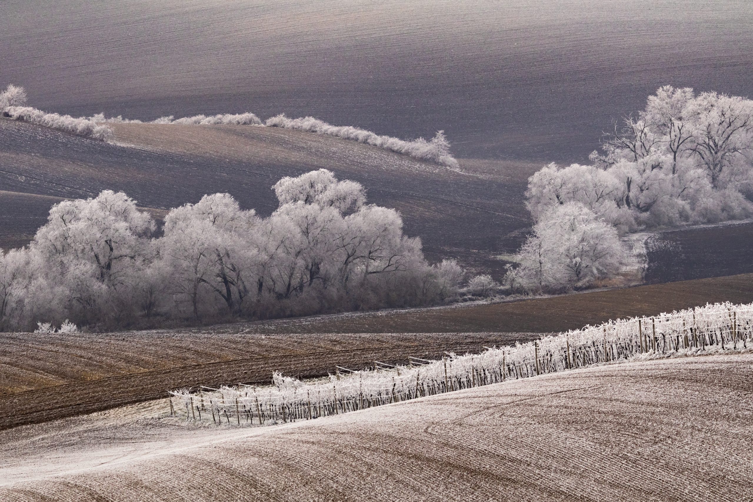 Frozen trees valley winter minimalistic landscape white snow melting agriculture brown fields season change lines background